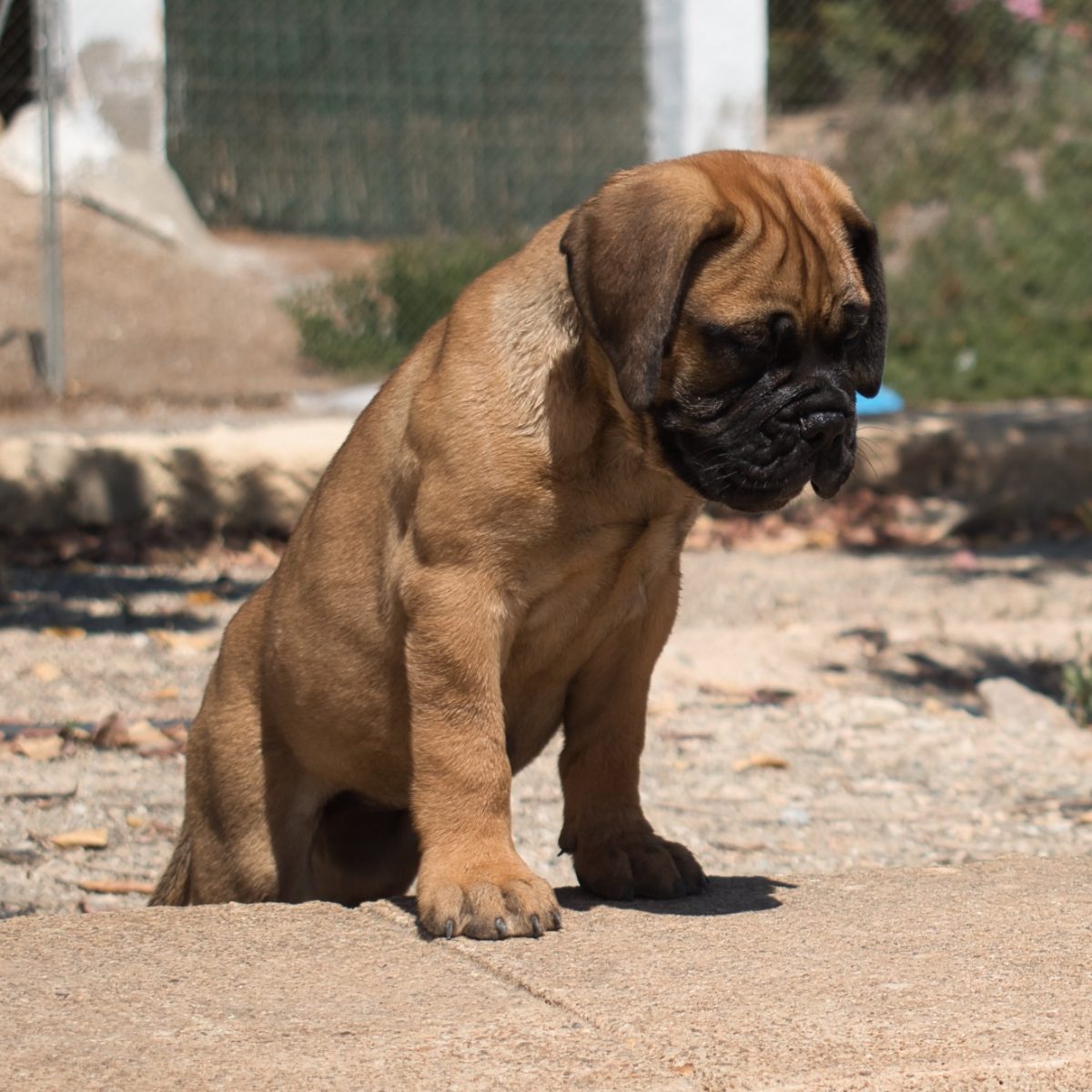 Gattinara de Tizona y Colada Cachorro bullmastiff subida a una acera con mirada atenta hacia abajo