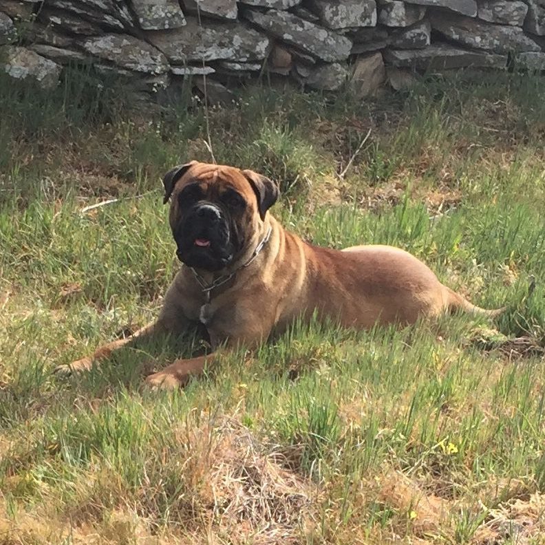 Bullmastiff Sena Bullmastiff tumbada en un cesped, mirando con atención